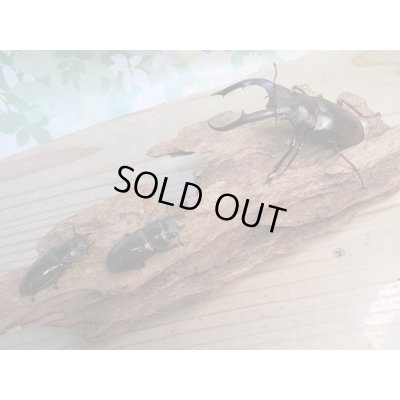 画像6: ☆新成虫☆マンディブラリスフタマタクワガタ（赤マンディ）♂80ミリ♀44ミリペア＋♀44ミリ計3頭トリオ販売！！