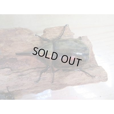 画像2: ☆新成虫☆ミヤシタシロカブト♂62ミリ♀50ミリペア＋♀48ミリ計3頭トリオ販売！！