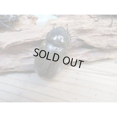 画像4: ☆新成虫☆ミヤシタシロカブト♂62ミリ♀50ミリペア+♀48ミリ計3頭トリオ販売!!