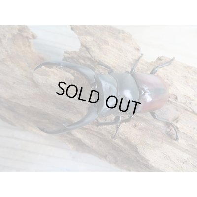 画像2: ☆新成虫☆ドンキエールコクワガタ（赤ドンキ）♂70ミリ♀41ミリペア販売！！