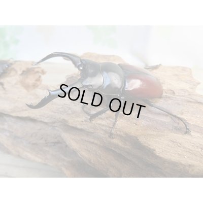 画像1: ☆新成虫☆ドンキエールコクワガタ（赤ドンキ）♂70ミリ♀41ミリペア販売！！