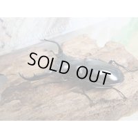 25年種親用☆Dibang Valley産☆ウエストウッディ オオシカクワガタ♂62ミリ♀37ミリペア販売！！