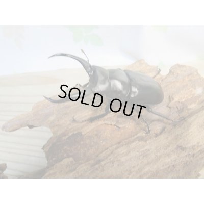 画像1: ☆新成虫☆ドンキエルハンプイ（黒ドンキ）♂60ミリ♀43ミリペア販売！！