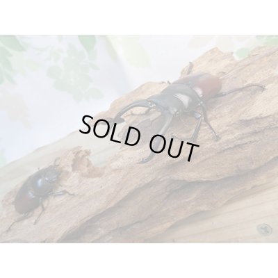 画像5: ☆新成虫☆ドンキエールコクワガタ（赤ドンキ）♂70ミリ♀41ミリペア販売！！