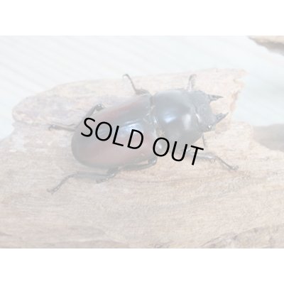画像4: ☆新成虫☆ドンキエールコクワガタ（赤ドンキ）♂70ミリ♀41ミリペア販売！！