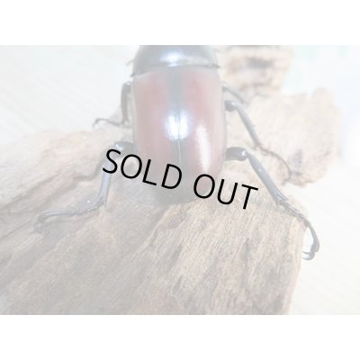 画像3: ☆新成虫☆ドンキエールコクワガタ（赤ドンキ）♂70ミリ♀41ミリペア販売！！