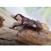 画像1: ☆新成虫☆フォルスターフタマタクワガタ（亜種ニシ）♂70ミリ♀42ミリペア販売！！ (1)