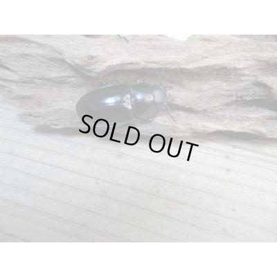 画像4: ☆新成虫☆ボーリンフタマタクワガタ（亜種バミノルム）♂75ミリ♀43ミリペア＋♀38ミリ計3頭トリオ販売！！