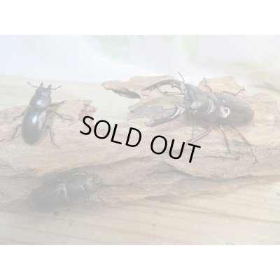 画像6: ☆新成虫☆ボーリンフタマタクワガタ（亜種バミノルム）♂75ミリ♀43ミリペア＋♀38ミリ計3頭トリオ販売！！