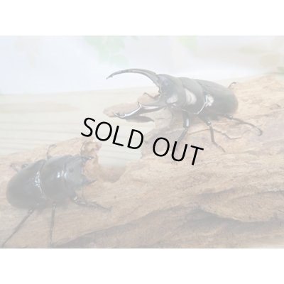 画像5: ☆新成虫☆ネパレンシスコクワガタ♂67ミリ♀45ミリペア販売！！