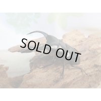 ☆新成虫☆ネパレンシスコクワガタ♂64ミリ♀45ミリペア販売！！