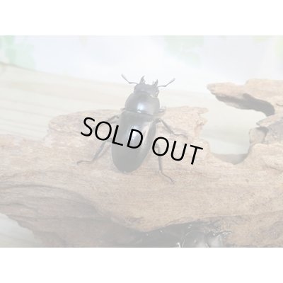 画像5: ☆新成虫☆ボーリンフタマタクワガタ（亜種バミノルム）♂75ミリ♀43ミリペア＋♀38ミリ計3頭トリオ販売！！