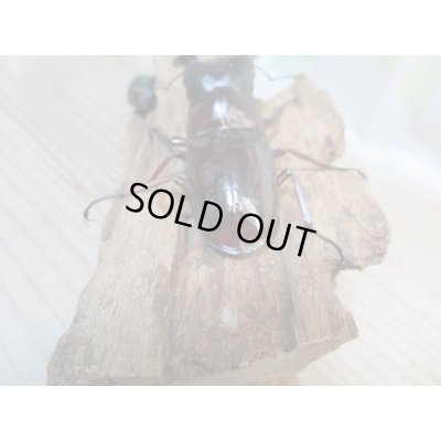 画像3: ☆新成虫☆ボーリンフタマタクワガタ（亜種バミノルム）♂75ミリ♀43ミリペア＋♀38ミリ計3頭トリオ販売！！