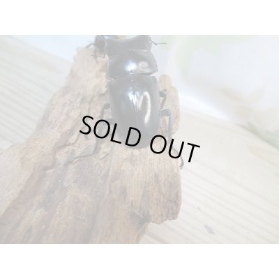 画像3: ☆新成虫☆ネパレンシスコクワガタ♂67ミリ♀45ミリペア販売！！