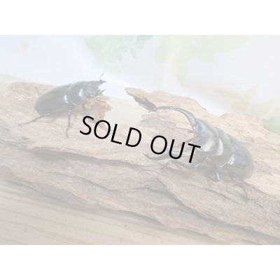 画像5: ☆新成虫☆ネパレンシスコクワガタ♂64ミリ♀45ミリペア販売！！