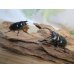 画像5: ☆新成虫☆ネパレンシスコクワガタ♂64ミリ♀45ミリペア販売！！ (5)