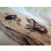 画像5: ☆新成虫☆フォルスターフタマタクワガタ（亜種ニシ）♂70ミリ♀42ミリペア販売！！ (5)