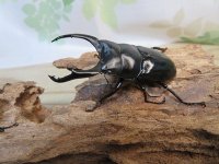 ☆新成虫☆ネパレンシスコクワガタ♂67ミリ♀45ミリペア販売！！