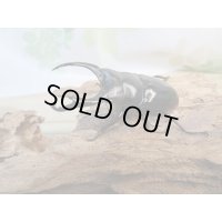 ☆新成虫☆ネパレンシスコクワガタ♂67ミリ♀45ミリペア販売！！