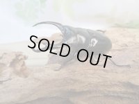 ☆新成虫☆ネパレンシスコクワガタ♂67ミリ♀45ミリペア販売！！