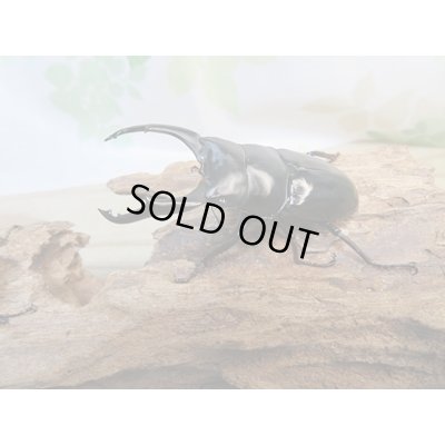 画像1: ☆新成虫☆ネパレンシスコクワガタ♂67ミリ♀45ミリペア販売！！
