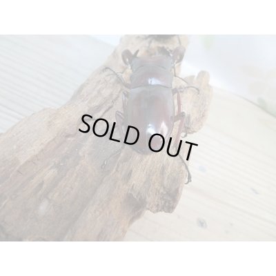 画像3: ☆新成虫☆フォルスターフタマタクワガタ（亜種ニシ）♂70ミリ♀42ミリペア販売！！