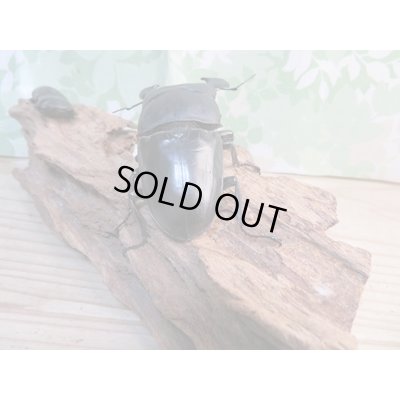 画像3: ☆即ブリ☆パラワンオオヒラタクワガタ♂105ミリ♀51ミリペア販売！！