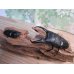 画像5: ☆即ブリ☆パラワンオオヒラタクワガタ♂105ミリ♀51ミリペア販売！！ (5)
