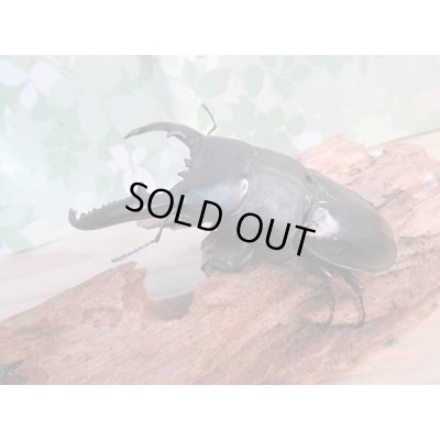 画像1: ☆即ブリ☆パラワンオオヒラタクワガタ♂105ミリ♀51ミリペア販売！！
