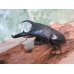 画像1: ☆即ブリ☆パラワンオオヒラタクワガタ♂105ミリ♀51ミリペア販売！！ (1)