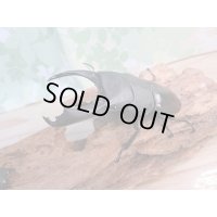 ☆即ブリ☆カマリネスヒラタクワガタ（キングテイオウヒラタクワガタ）♂96ミリ♀42ミリペア7販売！！