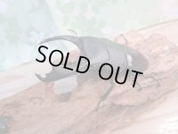 ☆即ブリ☆カマリネスヒラタクワガタ（キングテイオウヒラタクワガタ）♂96ミリ♀42ミリペア7販売！！