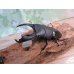 画像1: ☆即ブリ☆カマリネスヒラタクワガタ（キングテイオウヒラタクワガタ）♂96ミリ♀42ミリペア7販売！！ (1)