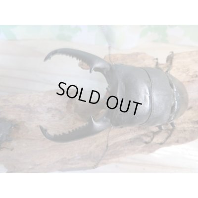 画像2: ☆即ブリ☆パラワンオオヒラタクワガタ♂105ミリ♀51ミリペア販売！！