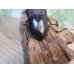 画像3: ☆即ブリ☆カマリネスヒラタクワガタ（キングテイオウヒラタクワガタ）♂96ミリ♀42ミリペア7販売！！ (3)