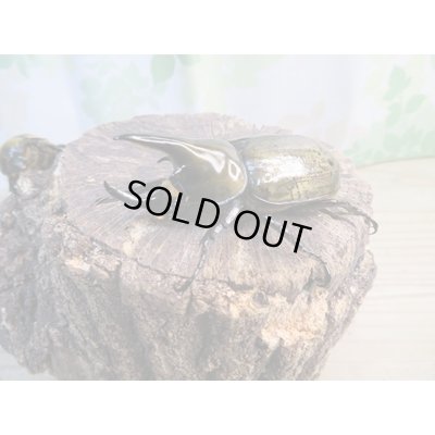 画像1: ☆新成虫☆ティティウスシロカブト♂62ミリ♀42ミリペア販売！！