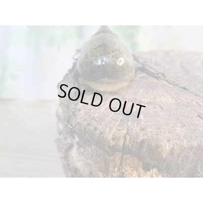 画像3: ☆新成虫☆ティティウスシロカブト♂62ミリ♀42ミリペア販売！！