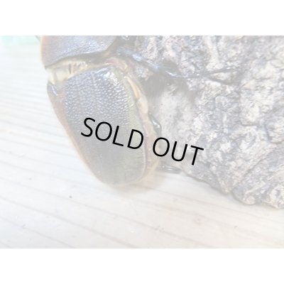 画像6: ☆某有名血統☆新成虫!D.H.ヘラクレス♂141ミリ♀ーB68ミリペア+♀66ミリ計3頭セット販売!!