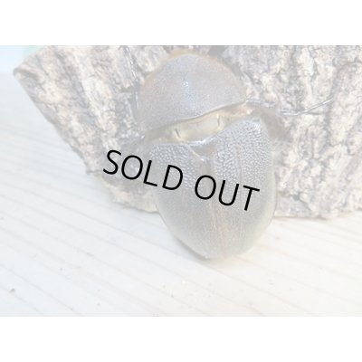 画像5: ☆某有名血統☆新成虫!D.H.ヘラクレス♂141ミリ♀ーB68ミリペア+♀66ミリ計3頭セット販売!!