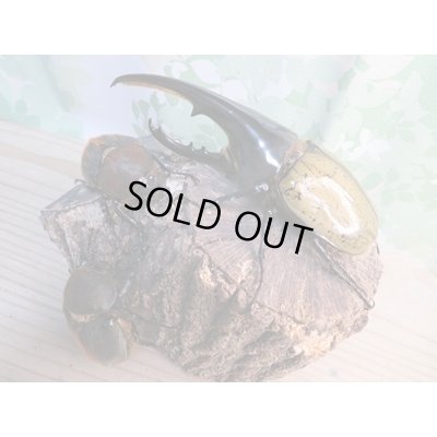 画像7: ☆某有名血統☆新成虫!D.H.ヘラクレス♂141ミリ♀ーB68ミリペア+♀66ミリ計3頭セット販売!!