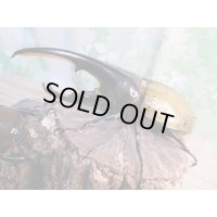 ☆某有名血統☆新成虫！D.H.ヘラクレス♂141ミリ♀ーB68ミリペア＋♀66ミリ計3頭セット販売！！