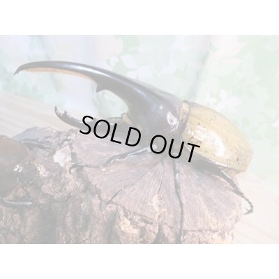 画像1: ☆某有名血統☆新成虫！D.H.ヘラクレス♂141ミリ♀ーB68ミリペア＋♀66ミリ計3頭セット販売！！