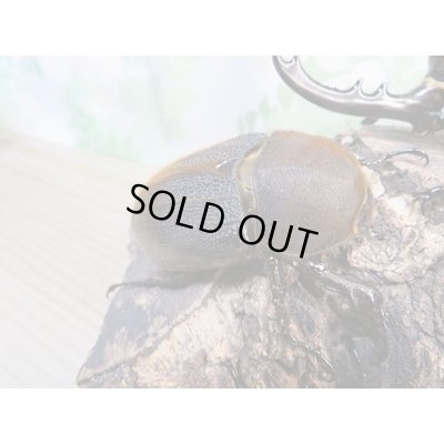 画像4: ☆某有名血統☆新成虫!D.H.ヘラクレス♂141ミリ♀ーB68ミリペア+♀66ミリ計3頭セット販売!!