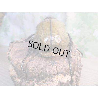 画像3: ☆某有名血統☆新成虫!D.H.ヘラクレス♂141ミリ♀ーB68ミリペア+♀66ミリ計3頭セット販売!!