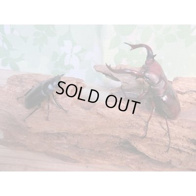 画像5: ☆新成虫☆フォルスターフタマタクワガタ（亜種ニシ）♂70ミリ♀40ミリペア販売！！