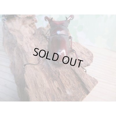 画像3: ☆新成虫☆フォルスターフタマタクワガタ（亜種ニシ）♂71ミリ♀40ミリペア販売！！