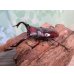 画像1: ☆新成虫☆フォルスターフタマタクワガタ（亜種ニシ）♂71ミリ♀40ミリペア販売！！ (1)