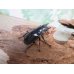 画像4: ☆新成虫☆フォルスターフタマタクワガタ（亜種ニシ）♂70ミリ♀40ミリペア販売！！ (4)