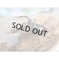 新成虫☆ホワイトアイ☆マンディブラリスフタマタクワガタ（赤マンディ）♂70ミリ♀42ミリペア販売！！