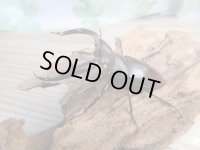新成虫☆ホワイトアイ☆マンディブラリスフタマタクワガタ（赤マンディ）♂70ミリ♀42ミリペア販売！！
